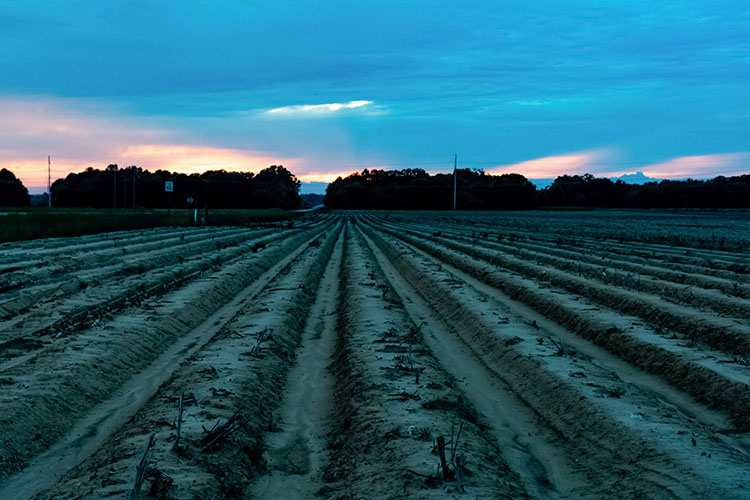 NAP policy claims lead to federal scrutiny of Wiregrass farmers